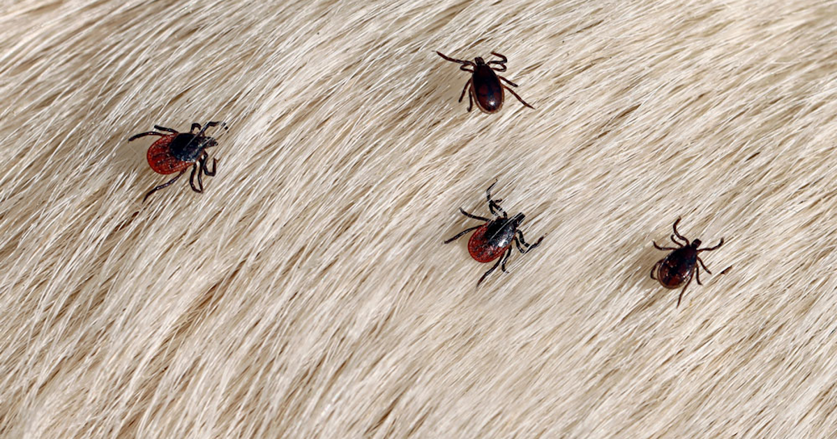 Dog and cat protected against ticks, fleas and internal parasites