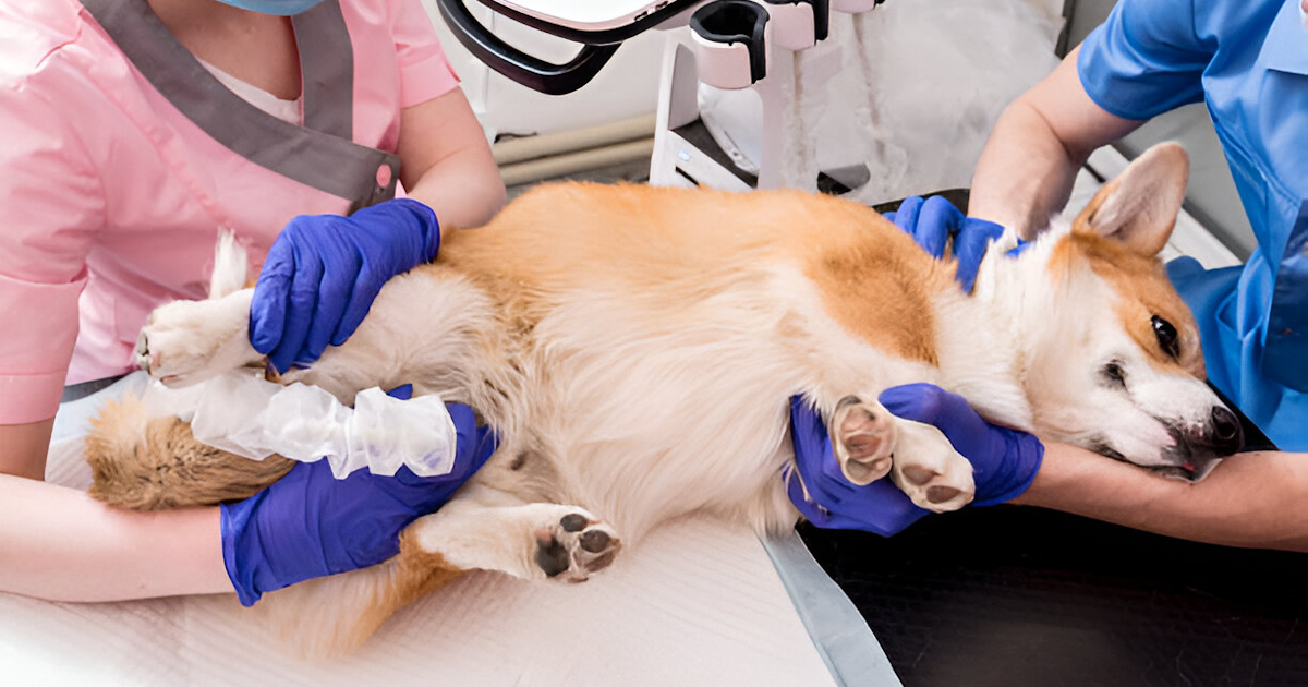 Dog and cat before a planned neutering or sterilisation procedure at a veterinary clinic